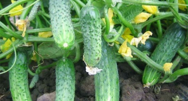 Popis odrůdy okurky squarerille, vlastnosti pěstování a péče